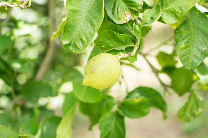 citron-jardin-sicile