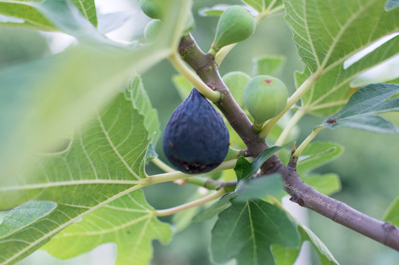 figues fraiches sur l'arbre